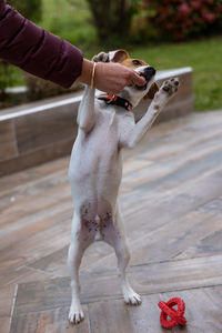 Midsection of person holding dog