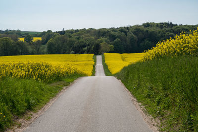 Road between rapeseed fields