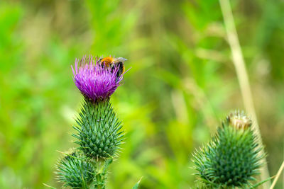 Close-up of purple thistle flower