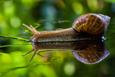 Reflection of snail on glass table