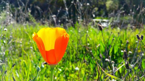 Close-up of yellow flowers blooming in field