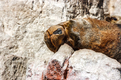 Close-up of sea lion on rock formation