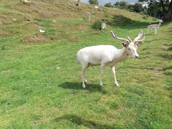 Portrait of sheep on field