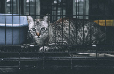 A cat with sad eyes in a cage in an animal shelter. selective focuse