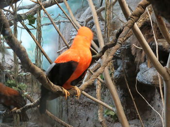 Close-up of parrot perching on branch