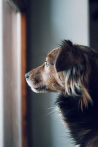 Close-up of a dog looking away