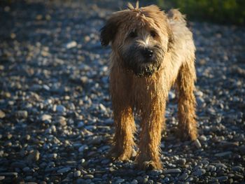 Dog looking away