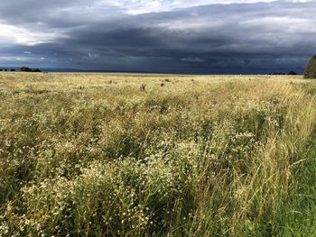 Scenic view of field against sky