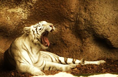 Close-up of lion yawning