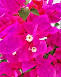 Close-up of pink bougainvillea blooming outdoors