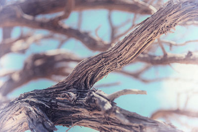 Close-up of driftwood on tree trunk