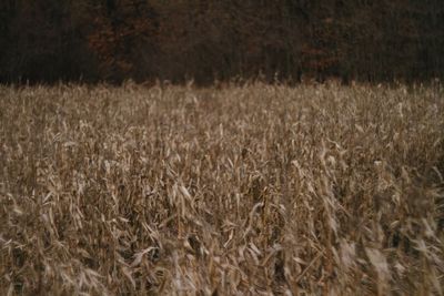 Close-up of wheat field