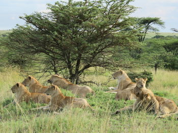 Giraffes on field against sky