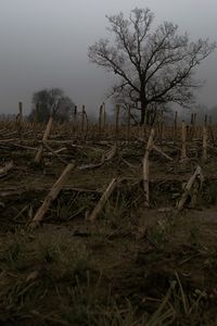 Trees on landscape against clear sky