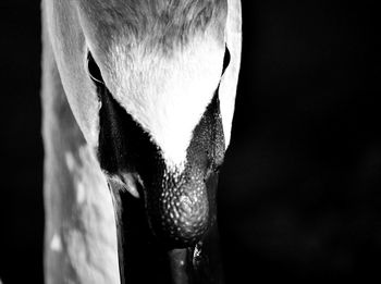 Close-up of horse eye against black background