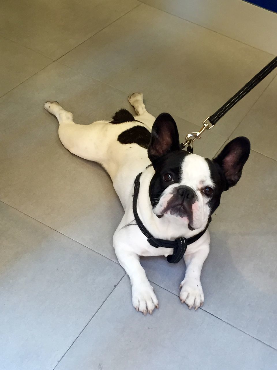 domestic animals, pets, dog, animal themes, mammal, one animal, indoors, high angle view, tiled floor, flooring, full length, looking at camera, relaxation, portrait, pet leash, no people, floor, white color, sitting, standing