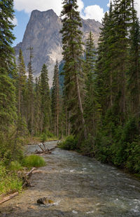 Dirt road amidst pine trees in forest against sky