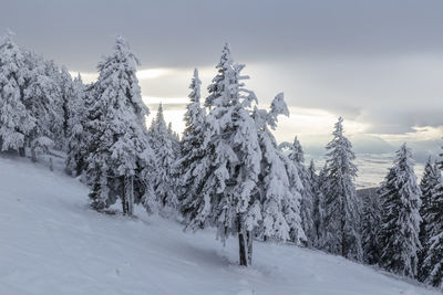 Snow covered pine trees on field against sky