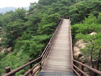 View of trees in forest