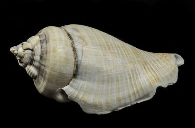 Close-up of seashell against black background