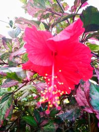 Close-up of pink hibiscus blooming outdoors