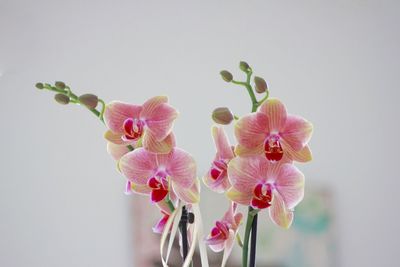 Close-up of pink orchid flowers