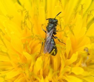 Close-up of insect on yellow flower