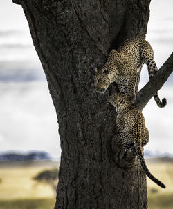 Low angle view of leopards on tree