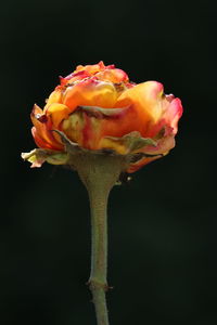 Close-up of yellow flower blooming against black background