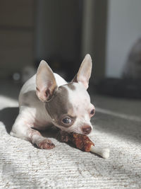 Close-up of a dog looking away