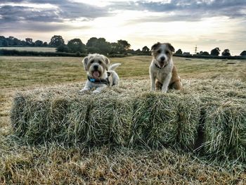 Portrait of a dog on field