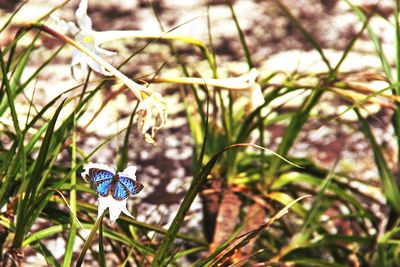 Close-up of insect on flower