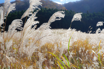 Close-up of plants growing on land