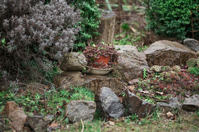 High angle view of potted plants in garden