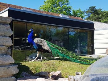 Peacock perching on retaining wall against blue sky