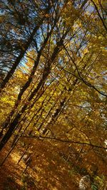 Trees in forest