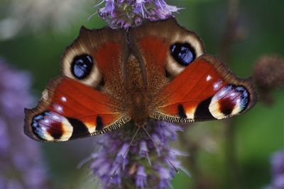 Close-up of butterfly on purple flower