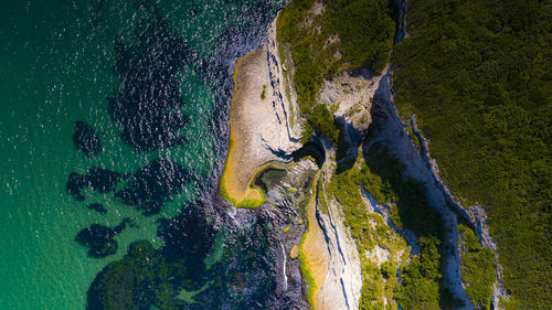 High angle view of turtle in sea