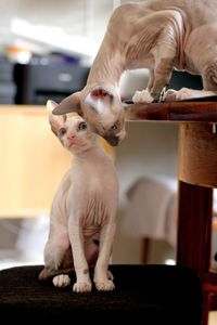 Close-up of a pair of cornish rex kittens 