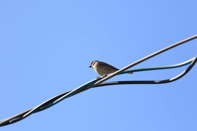 Low angle view of bird perching on cable against clear sky