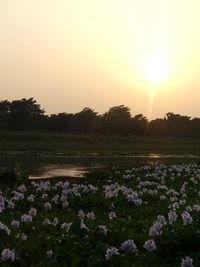 Scenic view of flowering plants against sky during sunset