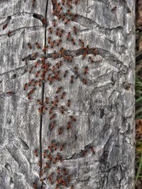 Full frame shot of tree trunk