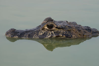 Close-up of turtle swimming in water