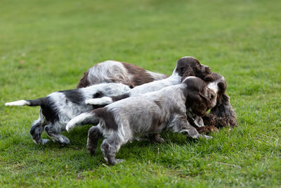 View of a dog relaxing on field