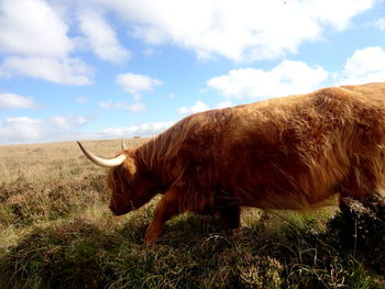 Side view of cow grazing on field against sky