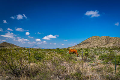 Scenic view of field against blue sky