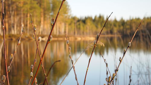 Close-up of plants growing on field