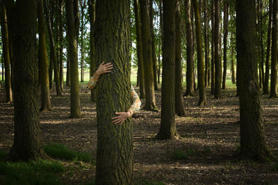 Man standing by tree trunks in forest