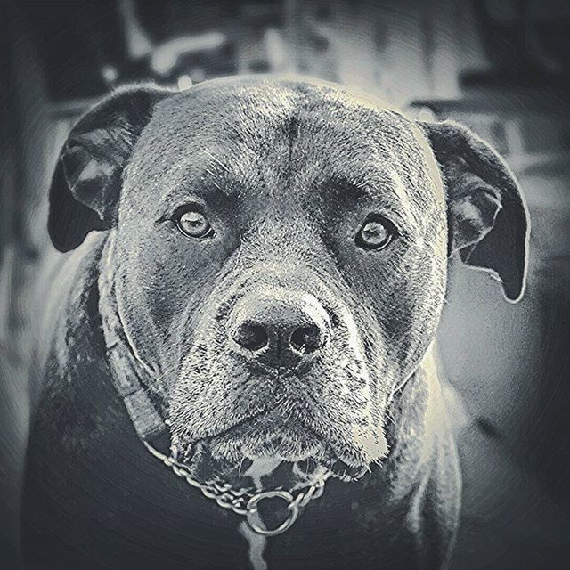 close-up, animal themes, portrait, one animal, focus on foreground, animal head, looking at camera, animal body part, front view, headshot, day, outdoors, part of, one person, domestic animals, wildlife, animals in the wild