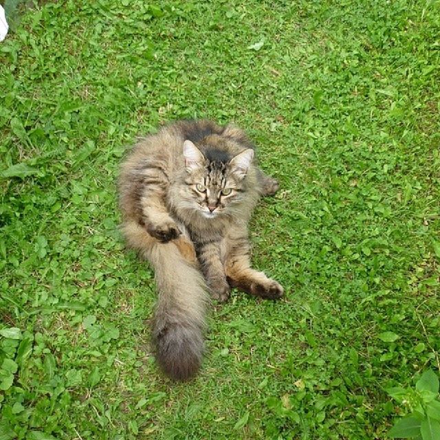 animal themes, mammal, domestic cat, one animal, pets, domestic animals, grass, feline, cat, whisker, field, green color, grassy, portrait, sitting, looking at camera, relaxation, full length, plant, high angle view